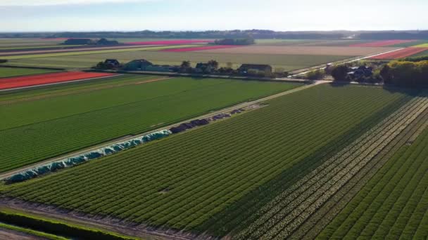 Vista Aérea Drone Máquina Agrícola Regando Campos Tulipas Coloridos Paisagem — Vídeo de Stock