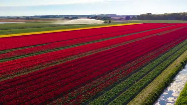 Letecký Pohled Dronu Zemědělském Stroji Zalévající Barevná Tulipánová Pole Nizozemské — Stock video