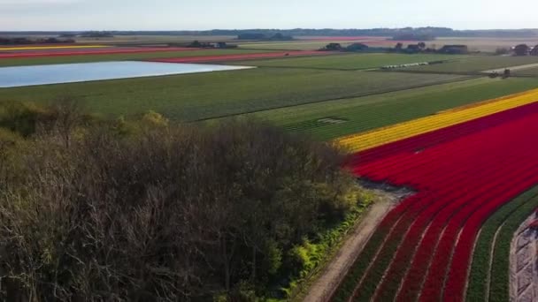 Vista Aérea Desde Dron Coloridos Campos Tulipanes Molinos Viento Turbinas — Vídeo de stock