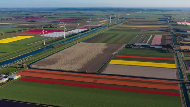 Vista Aérea Drone Campos Tulipas Coloridos Moinhos Vento Turbinas Eólicas — Vídeo de Stock
