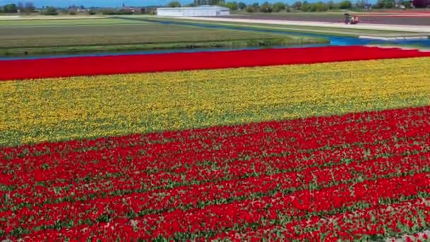 Letecký Bezpilotní Pohled Barevná Tulipánová Pole Slunečného Dne Blízkosti Květinové — Stock video