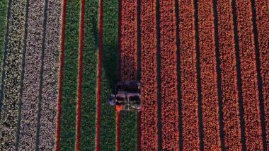 Renkli lale tarlalarında çalışan tarımsal makinelerin insansız hava aracı güneşli bir günde çiçek bahçesi Keukenhof Lisse 'nin çevresinde daha iyi olgunlaşması için lale çiçeklerini keser.