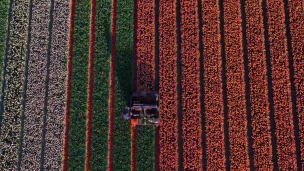 Vista Aérea Drone Máquinas Agrícolas Que Trabalham Campos Coloridos Tulipas — Vídeo de Stock