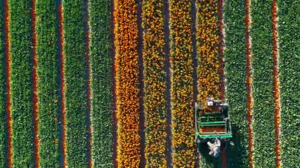 チューリップのカラフルな分野で働く農業機械の無人機からの空想的な眺めは 花園ケンケンホフリスシーの近くで晴れた日に球根の熟成のためにチューリップの花をカットします — ストック動画