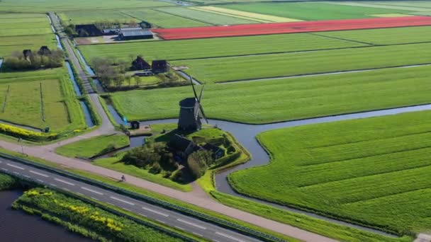 Nın Renkli Lale Tarlaları Yel Değirmenleri Rüzgar Türbinleri Kanalları Hollanda — Stok video
