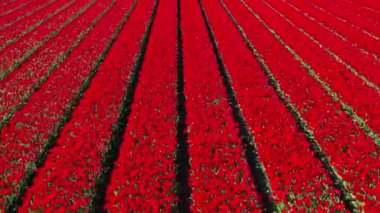 Çiçek bahçesi Keukenhof Lisse Hollanda 'daki kırmızı lale tarlalarında İHA' dan hava görüntüsü. Krallar Günün kutlu olsun. Yüksek kalite 4k görüntü