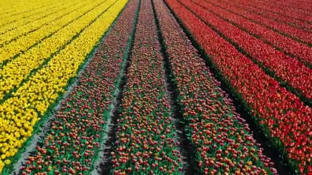 Çiçek Bahçesi Keukenhof Lisse Hollanda Güneşli Bir Günde Renkli Sarı — Stok video