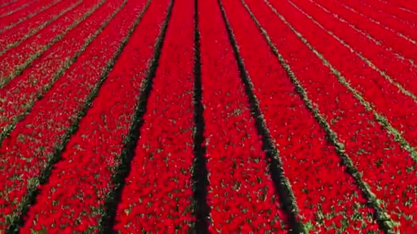 Vista Aérea Desde Dron Los Campos Tulipanes Rojos Día Soleado — Vídeo de stock