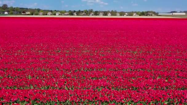 赤いチューリップ畑のドローンと晴れた日のオランダのキューケンホフリスパの近所からの空中視界 ハッピーキングスデー 高品質の4K映像を公開しました 高品質の4K映像 — ストック動画