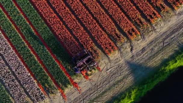 Widok Lotu Ptaka Drona Maszyn Rolniczych Pracujących Kolorowych Polach Tulipanów — Wideo stockowe