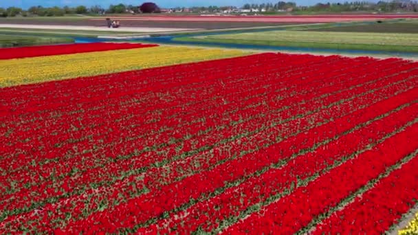 オランダのキケンホフリスス花園周辺の晴れた日には カラフルなチューリップ畑の空中ドローンビュー ハッピーキングスデー 高品質の4K映像 — ストック動画