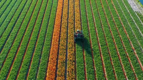 Luftaufnahme Von Der Drohne Landwirtschaftlicher Maschinen Die Auf Bunten Tulpenfeldern — Stockvideo