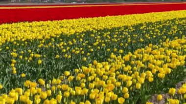 Sarı kırmızı laleler, güneşli bir günde Keukenhof çiçek bahçesi Lisse Hollanda 'da. Krallar Günün kutlu olsun. Yüksek kalite 4k görüntü