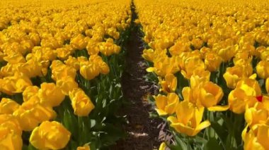 Sarı lale tarlaları güneşli bir günde Keukenhof çiçek bahçesi Lisse Hollanda. Krallar Günün kutlu olsun. Yüksek kalite 4k görüntü
