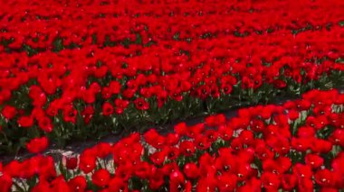 Güneşli bir günde kırmızı lalelerin tarlası Keukenhof çiçek bahçesi Lisse Hollanda. Krallar Günün kutlu olsun. Yüksek kalite 4k görüntü
