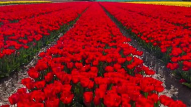 Güneşli bir günde kırmızı lalelerin tarlası Keukenhof çiçek bahçesi Lisse Hollanda. Mutlu krallar günü. 