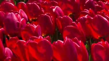 Güneşli bir günde kırmızı lalelerin tarlası Keukenhof çiçek bahçesi Lisse Hollanda. Mutlu krallar günü. 