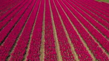 Çiçek bahçesi Keukenhof Lisse Hollanda 'da, kırmızı lale tarlalarında ve güneşli bir günde insansız hava aracı görüntüsü. Krallar Günün kutlu olsun. Yüksek kalite 4k görüntü