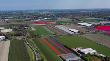Hollanda 'daki renkli lale tarlaları, yel değirmenleri, rüzgar türbinleri ve tarım çalışmalarına insansız hava aracı görüntüsü