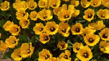 Sarı lale tarlaları güneşli bir günde Keukenhof çiçek bahçesi Lisse Hollanda. Mutlu krallar günü.