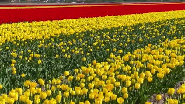 Campos Tulipas Vermelhas Amarelas Dia Ensolarado Keukenhof Jardim Flores Lisse — Vídeo de Stock