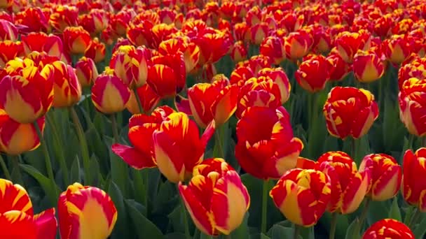 Campo Tulipanes Color Rojo Anaranjado Día Soleado Keukenhof Jardín Flores — Vídeo de stock