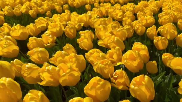 Поля жовтих тюльпанів в сонячний день Кекенхоф квітковий сад Ліссе Нідерланди. Щасливі королі день. — стокове відео