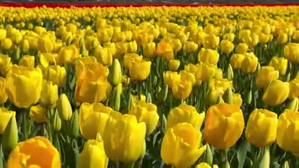 Fields of yellow tulips on sunny day Keukenhof flower garden Lisse Netherlands. Happy kings day. — Stock Video