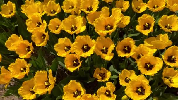 Pole žlutých tulipánů za slunečného dne Keukenhof květinová zahrada Lisse Netherlands. Šťastný den králů. — Stock video