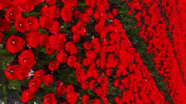 Güneşli bir günde kırmızı lalelerin tarlası Keukenhof çiçek bahçesi Lisse Hollanda. Krallar Günün kutlu olsun. Dikey video
