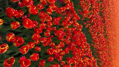 Güneşli bir günde turuncu-kırmızı laleler tarlası Keukenhof çiçek bahçesi Lisse Hollanda. Krallar Günün kutlu olsun. Dikey video
