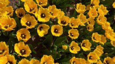 Sarı lale tarlası güneşli bir günde Keukenhof çiçek bahçesi Lisse Hollanda. Krallar Günün kutlu olsun. Dikey video