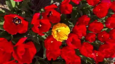 Güneşli bir günde kırmızı lalelerin tarlası Keukenhof çiçek bahçesi Lisse Hollanda. Krallar Günün kutlu olsun. Dikey video