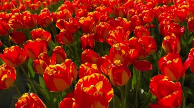 Güneşli bir günde turuncu-kırmızı laleler tarlası Keukenhof çiçek bahçesi Lisse Hollanda. Mutlu krallar günü. 