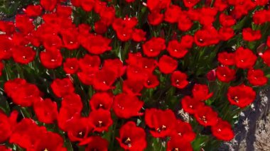 Güneşli bir günde kırmızı lalelerin tarlası Keukenhof çiçek bahçesi Lisse Hollanda. Mutlu krallar günü. 