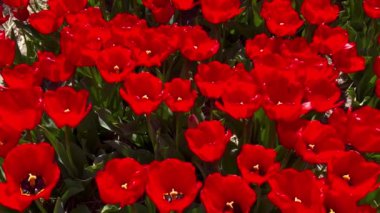 Güneşli bir günde kırmızı lalelerin tarlası Keukenhof çiçek bahçesi Lisse Hollanda. Mutlu krallar günü. 
