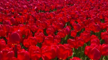 Güneşli bir günde kırmızı lalelerin tarlası Keukenhof çiçek bahçesi Lisse Hollanda. Mutlu krallar günü. 
