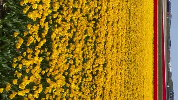 Campo de tulipas amarelas no dia ensolarado Keukenhof jardim de flores Lisse Holanda. Feliz Dia dos Reis. Vídeo vertical — Vídeo de Stock