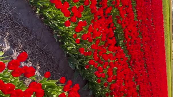 Field of red tulips on sunny day Keukenhof flower garden Lisse Netherlands. Happy kings day. Vertical video — Stock Video