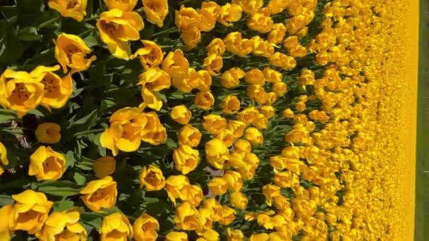 Field of yellow tulips on sunny day Keukenhof virágos kert Lisse Hollandia. Boldog királyok napját. Függőleges videó — Stock videók