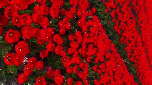 Câmp de lalele roșii în ziua însorită Grădina de flori Keukenhof Lisse Olanda. Ziua regilor fericiți. Videoclipuri pe verticală — Videoclip de stoc