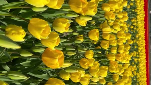 Campo de tulipas amarelas no dia ensolarado Keukenhof jardim de flores Lisse Holanda. Feliz Dia dos Reis. Vídeo vertical — Vídeo de Stock