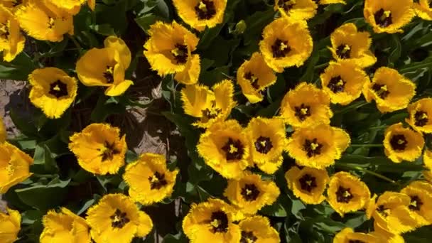 Pole žlutých tulipánů za slunečného dne Keukenhof květinová zahrada Lisse Nizozemsko. Šťastný den králů. Svislé video — Stock video