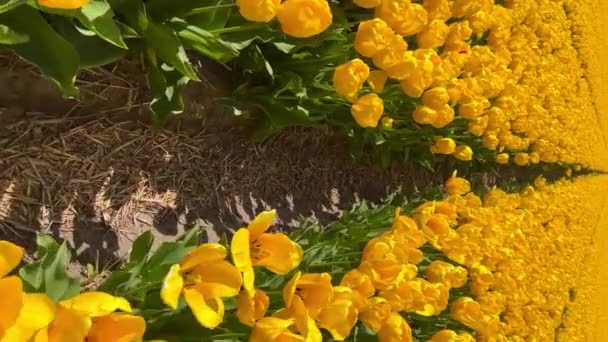 Campo de tulipas amarelas no dia ensolarado Keukenhof jardim de flores Lisse Holanda. Feliz Dia dos Reis. Vídeo vertical — Vídeo de Stock