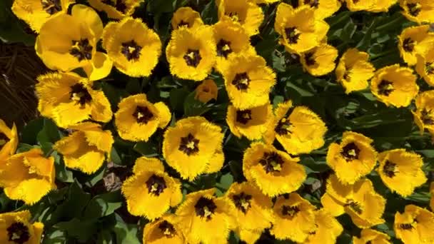 Поле жовтих тюльпанів в сонячний день Кекенхоф квітковий сад Ліссе Нідерланди. Щасливі королі. Вертикальне відео — стокове відео