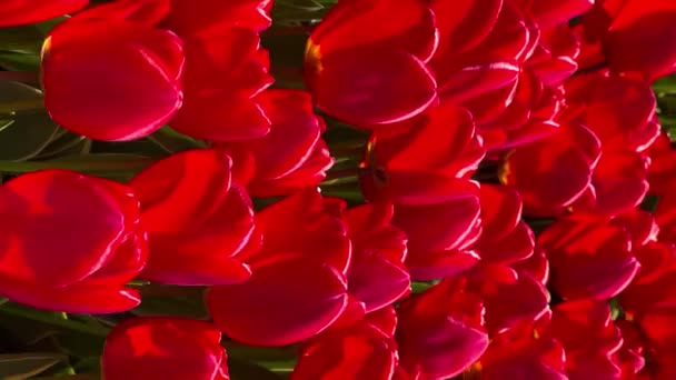Campo de tulipanes rojos en el día soleado Keukenhof jardín de flores Lisse Países Bajos. Feliz día de reyes. Vídeo vertical — Vídeo de stock