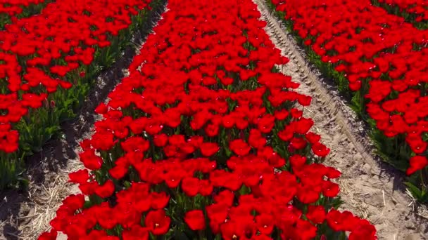 Πεδίο από κόκκινες τουλίπες την ηλιόλουστη μέρα Κήπος λουλουδιών Keukenhof Lisse Ολλανδία. Ευτυχισμένη μέρα βασιλιάδων. — Αρχείο Βίντεο