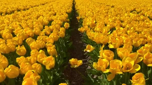 Поля жовтих тюльпанів в сонячний день Кекенхоф квітковий сад Ліссе Нідерланди. Щасливі королі день. — стокове відео