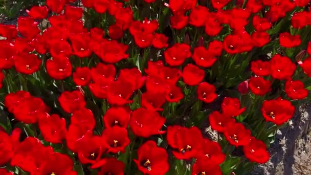 Campo de tulipas vermelhas no dia ensolarado Keukenhof jardim de flores Lisse Holanda. Feliz dia dos reis. — Vídeo de Stock