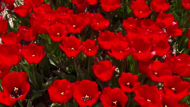 Champ de tulipes rouges le jour ensoleillé Keukenhof jardin de fleurs Lisse Pays-Bas. Joyeuse fête des rois. — Video